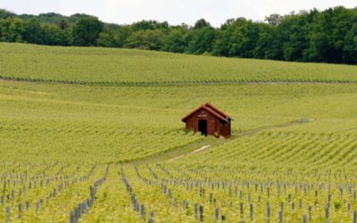 La vendimia en Bollinger, un champagne de leyenda